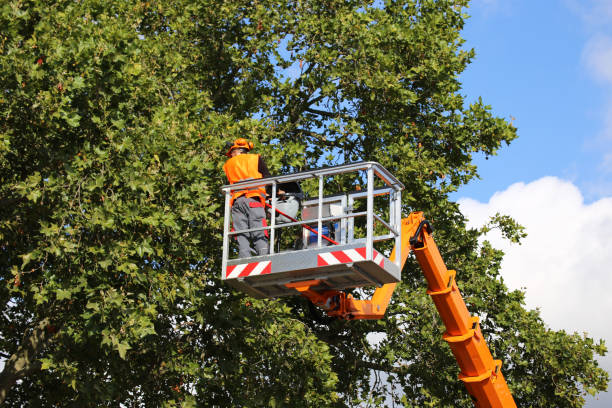 Best Tree Removal Services  in Galena, IN